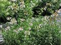 Saponaria officinalis